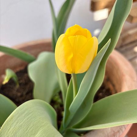 B&B Il Tulipano Como Exteriör bild