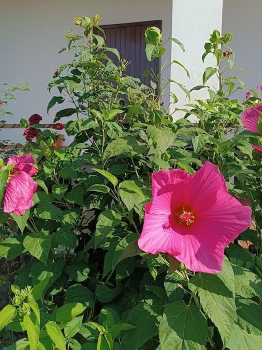 B&B Il Tulipano Como Exteriör bild