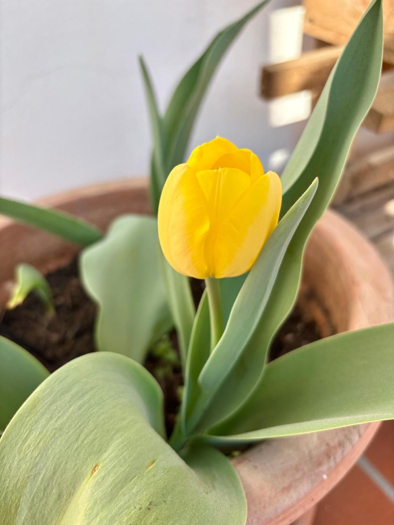 B&B Il Tulipano Como Exteriör bild